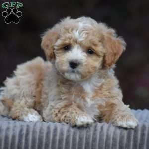 Beau, Bich-Poo Puppy